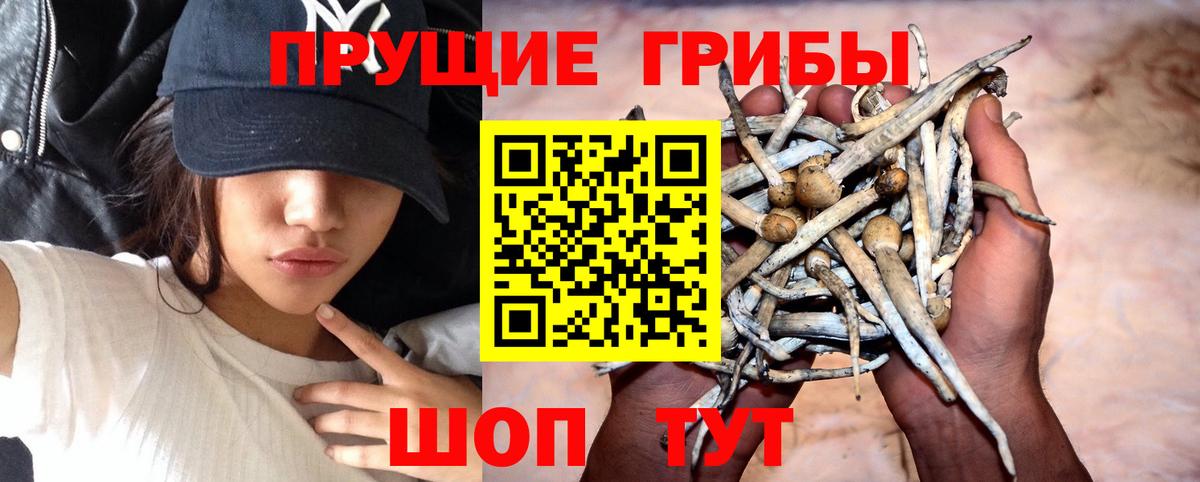 Галлюциногенные грибы Psilocybine cubensis  Вход с VPN  Арзамас  как найти   Галлюциногенные грибы GOLDEN TEACHER 